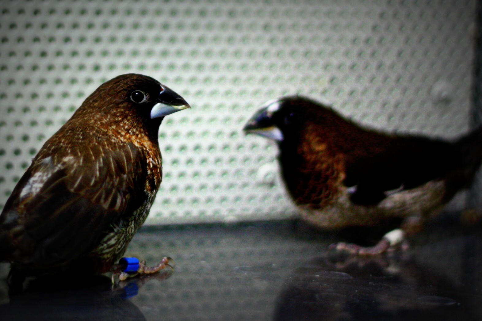 Two Bengalese finches in a sound booth